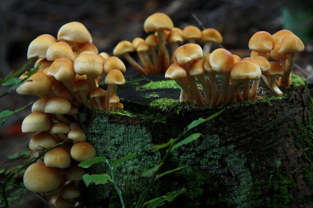 Jak przygotować się na kąpiel leśną?