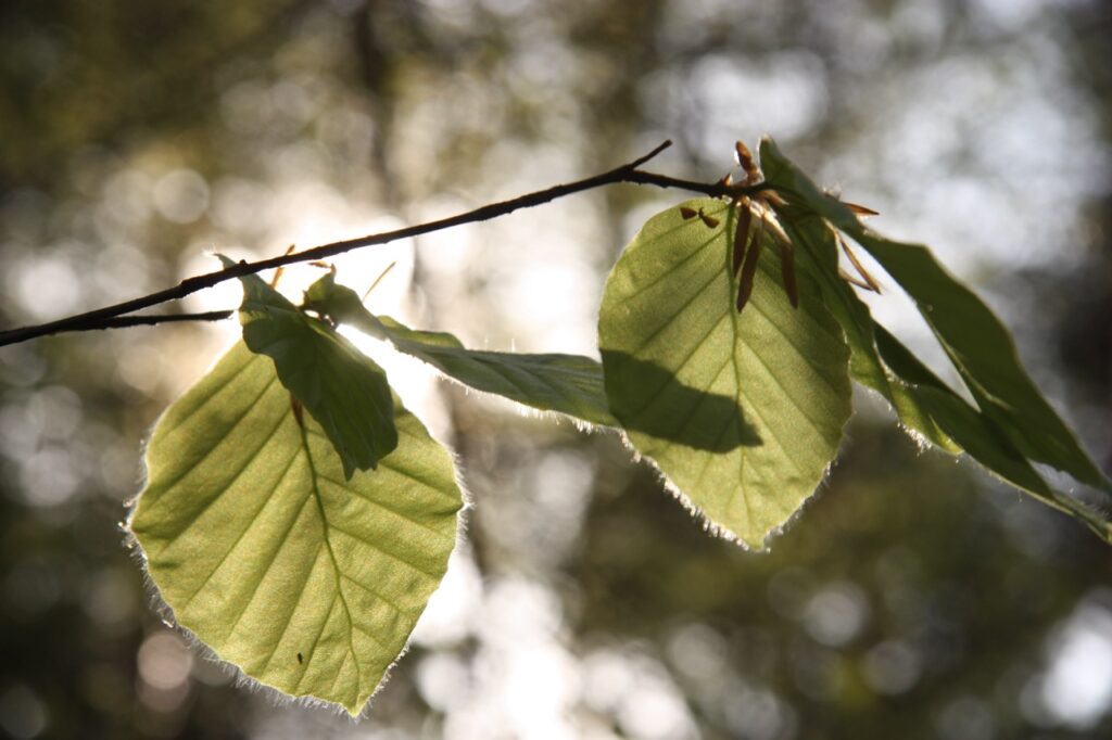 Terapia leśna – naukowe podejście do kontaktu z naturą