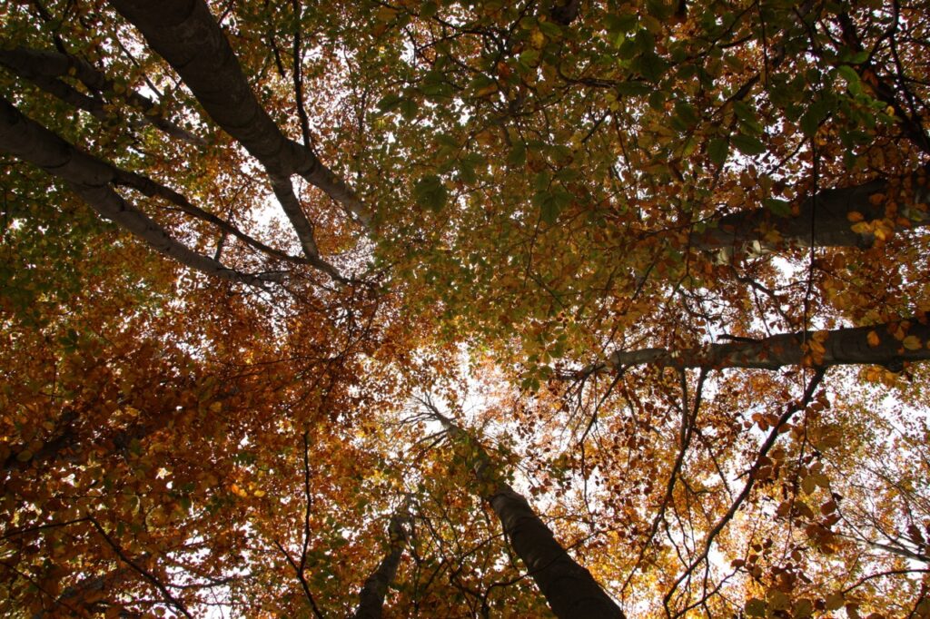 Świadome zanurzenie w naturze – główne zasady uczestnictwa w kąpielach leśnych