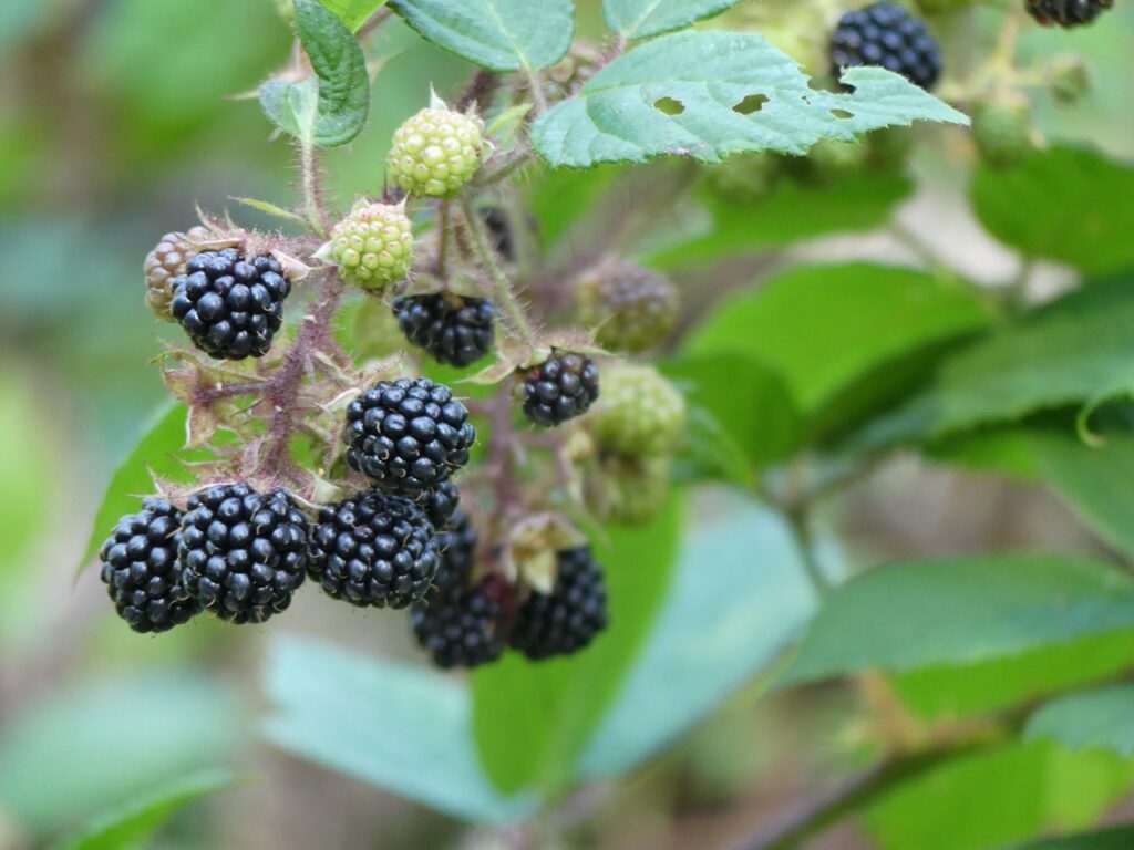 Shinrin-yoku – sztuka zanurzenia w naturze